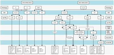 Combination of multi-modal MRI radiomics and liquid biopsy technique for preoperatively non-invasive diagnosis of glioma based on deep learning: protocol for a double-center, ambispective, diagnostical observational study